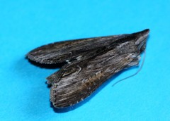 Cucullia omissa