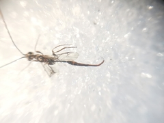 Monomachus porteri