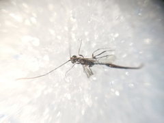 Monomachus porteri