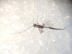 Monomachus porteri
