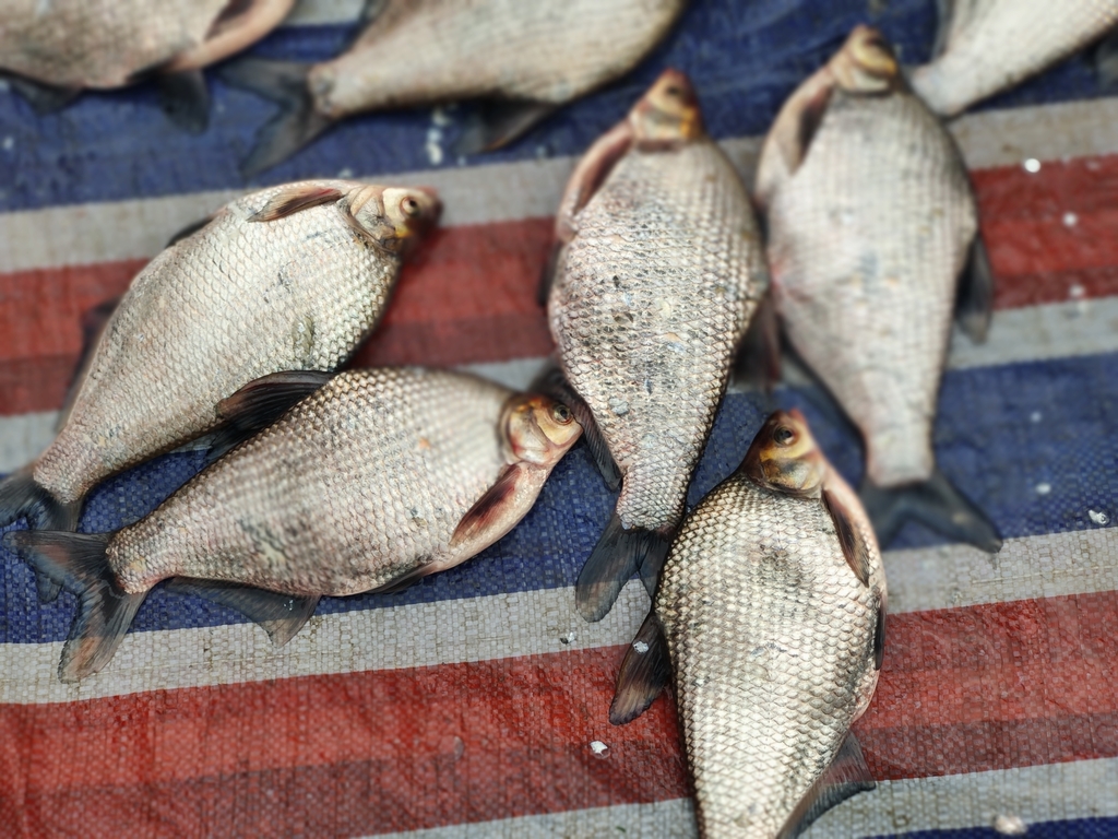 Wuchang Bream