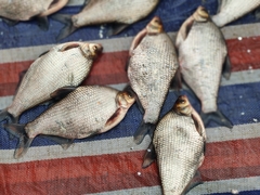 Wuchang Bream photo 1