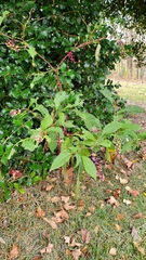 Phytolacca americana