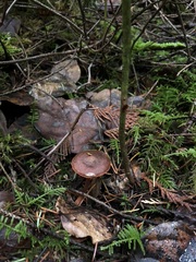 Cortinarius birkebakii