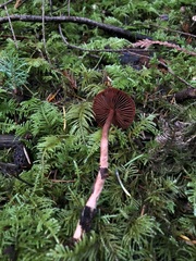 Cortinarius birkebakii