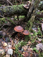 Cortinarius birkebakii