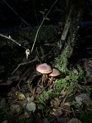 Cortinarius birkebakii