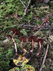 Cortinarius birkebakii