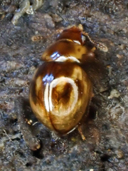 Leiodinae