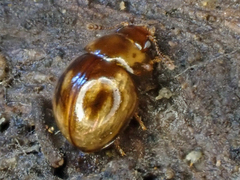 Leiodinae