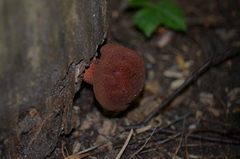 Gymnopilus luteofolius