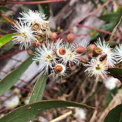 Eucalyptus porosa