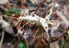 Akanthomyces aculeatus