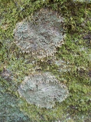 Pertusaria globularis