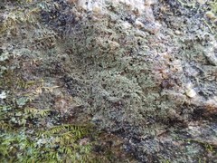 Pertusaria globularis