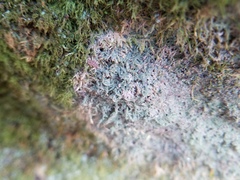 Pertusaria globularis