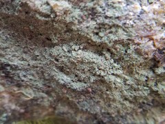 Pertusaria globularis