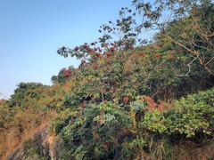 Tetradium glabrifolium