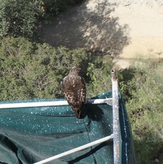 Buteo jamaicensis