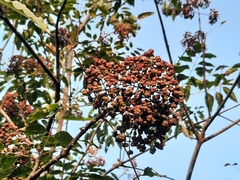 Tetradium glabrifolium