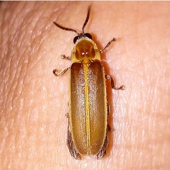 Lampyridae