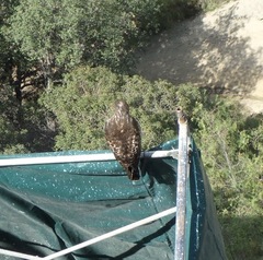 Buteo jamaicensis