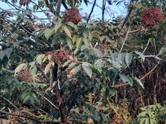 Tetradium glabrifolium