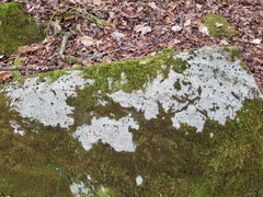 Pertusaria plittiana