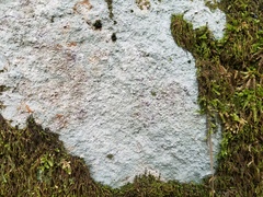 Pertusaria plittiana