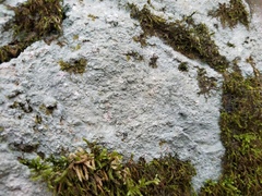 Pertusaria plittiana