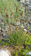 Alopecurus magellanicus