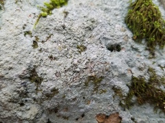 Pertusaria plittiana