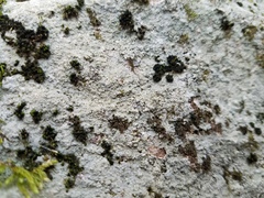 Pertusaria plittiana