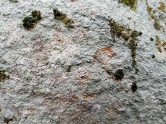Pertusaria plittiana