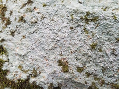 Pertusaria plittiana