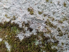 Pertusaria plittiana