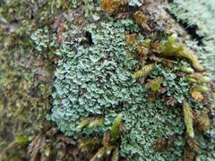 Cladonia stipitata