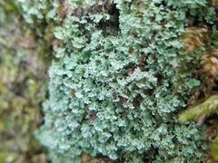 Cladonia stipitata