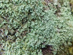 Cladonia stipitata