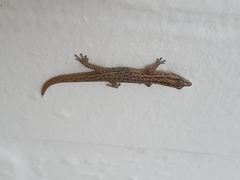 Sphaerodactylus difficilis