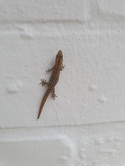 Sphaerodactylus difficilis