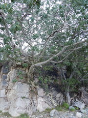 Ficus petiolaris
