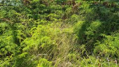 Austrostipa muelleri