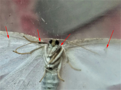 Protitame virginalis