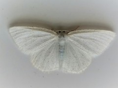 Protitame virginalis