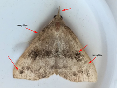 Phalaenostola eumelusalis