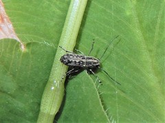 Euciodes suturalis