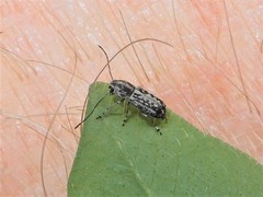 Euciodes suturalis