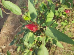Hibiscus subdariffa