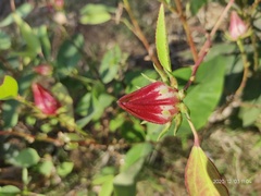 Hibiscus subdariffa